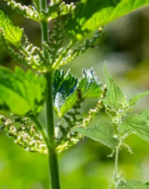 Nettle Leaf